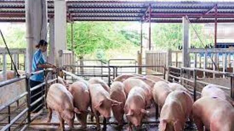 Giá sản phẩm chăn nuôi (giá tại trại) cả nước ngày 28/03/2023