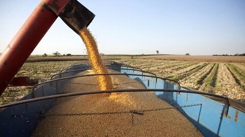 Nhập khẩu ngô, lúa mì và đậu tương trong 3 tháng 2023