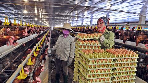 Vĩnh Phúc: Giá cả bấp bênh, người chăn nuôi gia cầm thấp thỏm lo âu