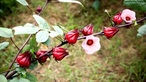 Nghiên cứu thành công quá trình tạo bột bụp giấm từ đài hoa bụp giấm khô