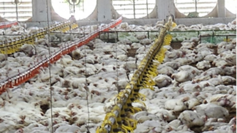 Nhận biết về stress nhiệt trên đàn gà thịt nuôi công nghiệp