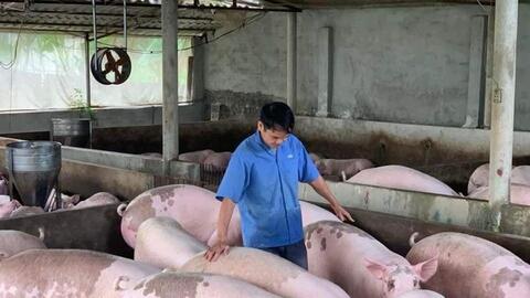 Giá sản phẩm chăn nuôi (giá tại trại) cả nước ngày 19/09/2023