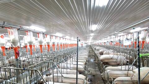 Bắc Tây Nguyên, điểm đến của những siêu dự án chăn nuôi