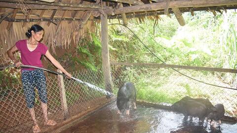 Hòa Bình: Phát triển chuỗi chăn nuôi thịt lợn bản địa ở huyện Đà Bắc