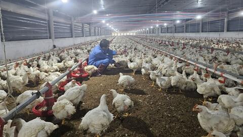 Nuôi gà trại lạnh ít dịch bệnh