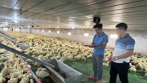 Nghệ An: Nuôi vịt thịt ứng dụng công nghệ cao gắn với liên kết