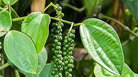 Thị trường hạt tiêu toàn cầu chưa thể khởi sắc vào các tháng cuối năm