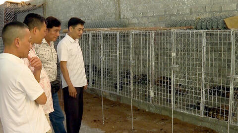 Yên Bái nhiều hộ giàu vì nuôi con ‘đặc sản’