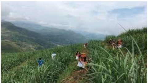 Làm thế nào mà bà con ở vùng này của Lai Châu xuất khẩu được 2.600 tấn mía sang Trung Quốc?