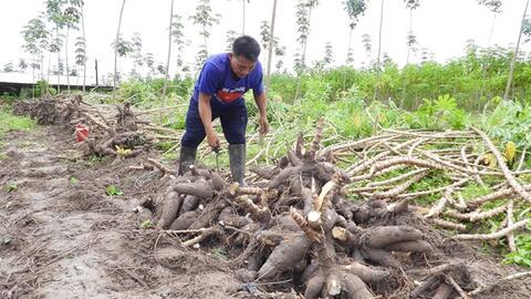 Đẩy mạnh nhân giống sắn kháng bệnh khảm lá