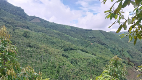 Lào Cai phát triển quế bền vững, tăng giá trị và tính cạnh tranh