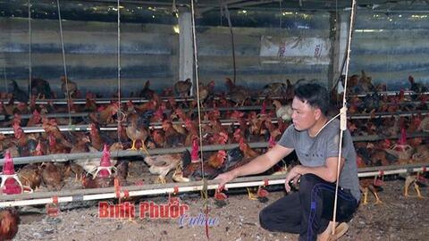 Bình Phước xây dựng 11 vùng chăn nuôi an toàn dịch bệnh