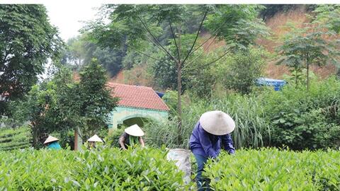 Phú Lương phát huy thế mạnh nông lâm nghiệp