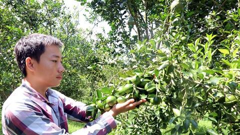 Nguyễn Thái Sơn - Chàng trai 9X với mô hình vườn cây ăn trái theo hướng hữu cơ