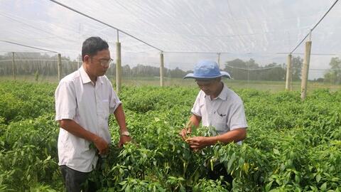 Trà Vinh: Mô hình chuyên rau màu cho thu nhập 130 triệu đồng/ha/năm