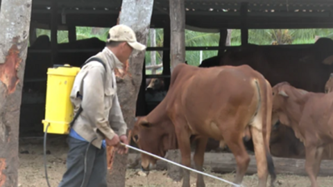 Ninh Thuận chủ động ngăn chặn dịch bệnh gia súc, gia cầm và thủy sản