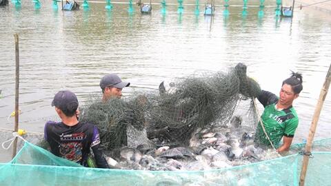 Nhân rộng nuôi cá rô phi luân canh trong ao tôm ở huyện Cầu Ngang