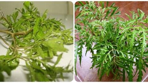 Cây này không chỉ được dùng làm cảnh mà còn là cây thuốc quý trong y học cổ truyền