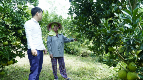 Mường Ảng: Tái cơ cấu nông nghiệp, giúp nông dân thêm thu nhập