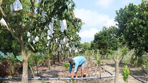 Hiệu quả từ mô hình tưới phun tự động cho cây ăn quả