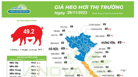 Giá lợn hơi toàn quốc nhuộm sắc đỏ, giảm mạnh đồng loạt
