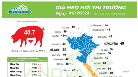 Giá lợn hơi hôm nay "trượt dốc cao", toàn quốc giảm sâu