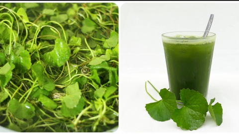 Rau ăn dân dã không ngờ còn là một loại dược thảo, mang lại 6 điều thần kỳ cho sức khỏe