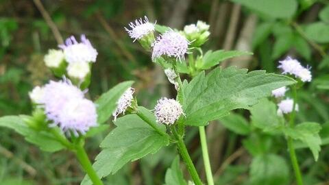 Loại cây có tên rất xấu, mọc hoang khắp nơi nhưng được sử dụng nhiều để chữa bệnh