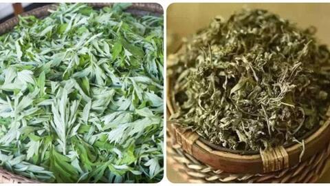 Loại rau mọc dại ở các góc vườn, ra chợ mua cũng rẻ như cho, là dược liệu quý với phụ nữ