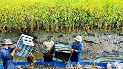 Tôm Cà Mau - tự hào thương hiệu Việt