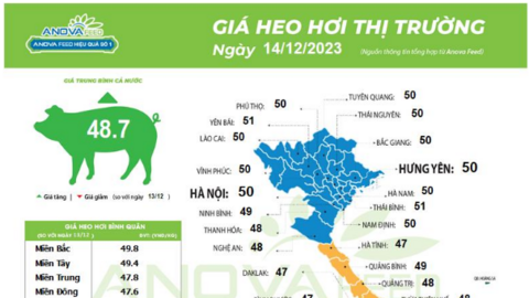 Giá lợn hơi khởi sắc, miền Bắc nhỉnh hơn miền Nam 2 giá