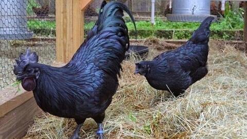 Có một giống gà vô cùng đặc biệt từ móng vuốt, chân, mỏ, lông,… trứng có giá tiền triệu, là gà gì?