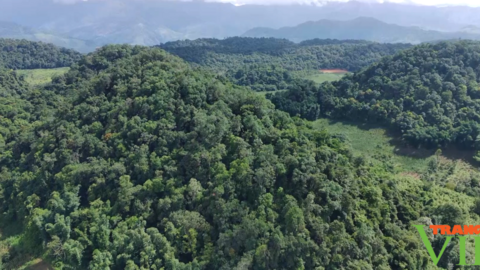 Kiểm lâm Sơn La: Làm tốt công tác quản lý, bảo vệ rừng