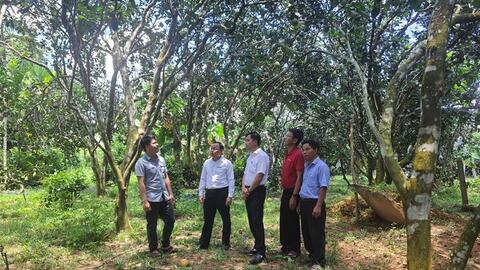 Kinh tế vườn - rừng đổi thay Tiên Phước