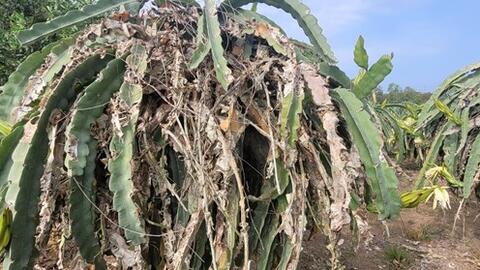 Nhiều diện tích thanh long tại Bà Rịa - Vũng Tàu nhiễm nấm “tắc kè”