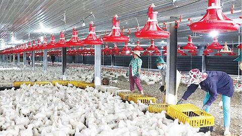 Chăn nuôi nguy cơ "thua" trên sân nhà, mở đường xuất ngoại cho 550 triệu con gia cầm, 17 tỷ quả trứng