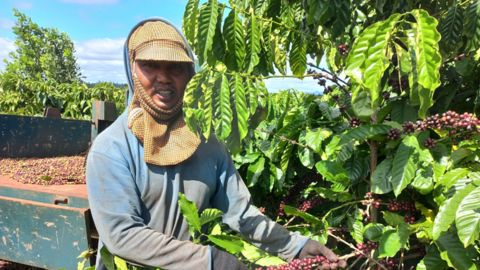 Trồng cà phê hữu cơ, hái quả chín: Chất lượng cao hơn, doanh nghiệp thích mua