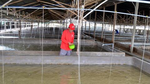 Hiệu quả từ nuôi ốc hương ở Ninh Thuận