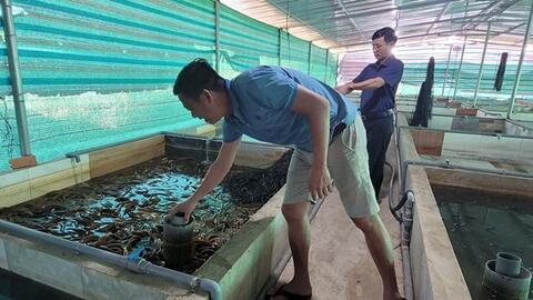 Giá lươn xuống thấp, người nuôi ở tỉnh Bà Rịa-Vũng Tàu lỗ nặng