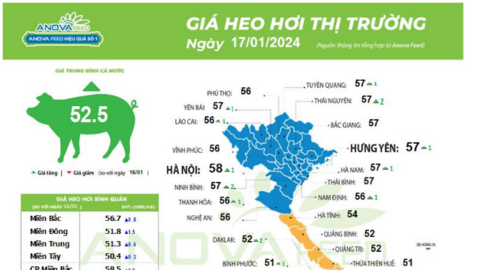 Giá lợn hơi tiếp đà tăng đồng loạt