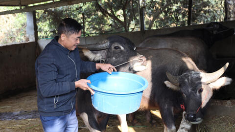 Vùng cao Sơn La chủ động phòng, chống đói, rét cho đàn vật nuôi