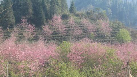 Hoa anh đào bung nở hút khách ở vùng cao biên giới Lào Cai