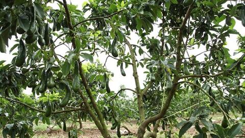 Đắk Nông: Sản xuất mỹ phẩm từ trái bơ