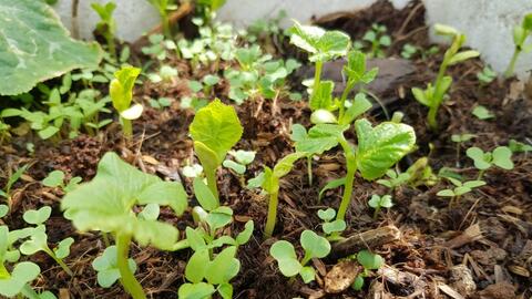 Năm 2025, TP HCM đặt mục tiêu có hơn 3.000ha trồng rau sạch