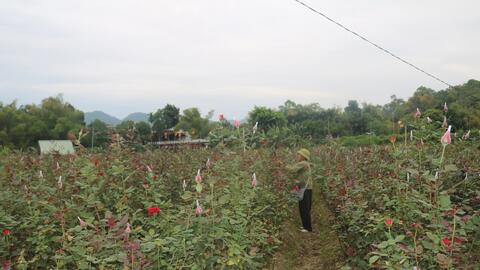 Lão nông bỏ trồng lúa sang trồng hoa hồng ở Lào Cai mang lại thu nhập cao