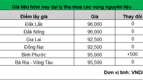 Giá hạt tiêu hôm nay chững tại các vùng nguyên liệu trọng điểm