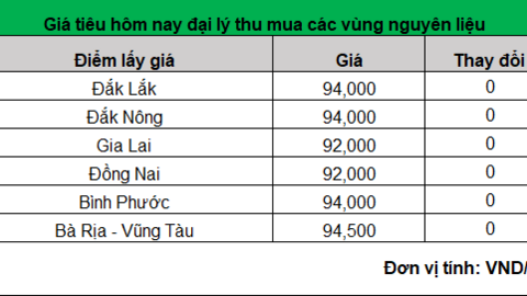 Giá tiêu đi ngang, nông dân tích cực thu hái và phơi khô hạt tiêu sau thu hoạch, không cần bán vội