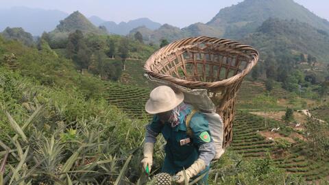 Dứa được giá, nông dân vùng biên Lào Cai phấn khởi