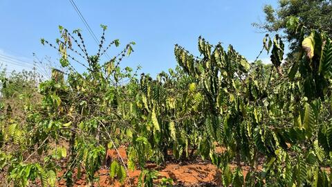 Cách chăm sóc cây trồng đúng cách trong mùa khô, hạn mặn