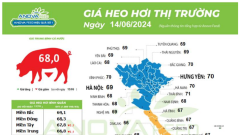 Giá lợn hơi giảm, lợn đẹp vẫn được giao dịch ở mức cao, người nuôi lợn nhỏ lẻ bắt đầu lo về tương lai